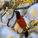 Oriole à dos orange
