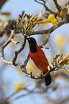 Oriole à dos orange