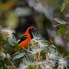 Oriole à dos orange