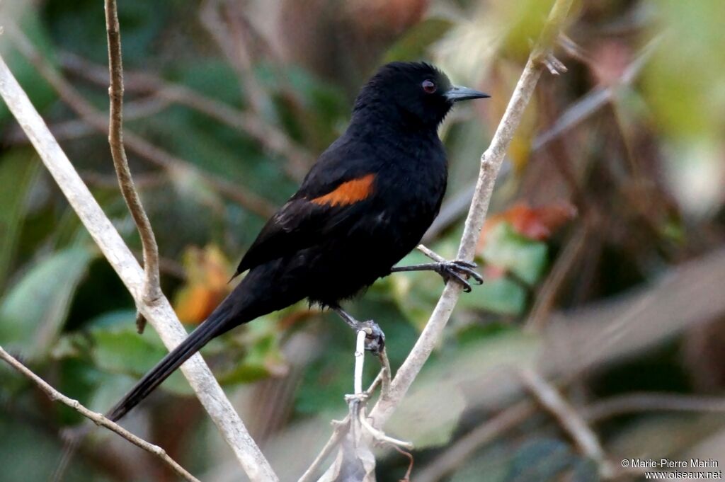 Oriole à épaulettes