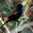 Oriole à épaulettes
