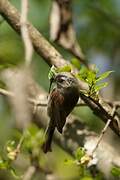 Sooty Bushtit