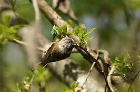 Sooty Bushtit