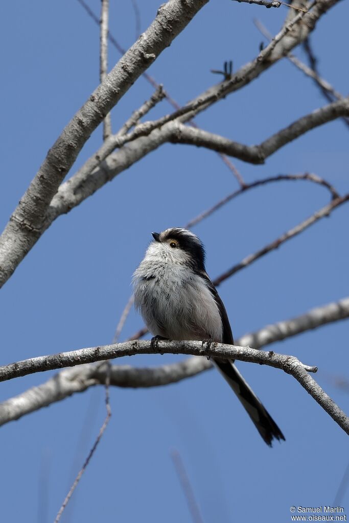 Long-tailed Tit