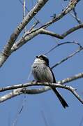 Long-tailed Tit