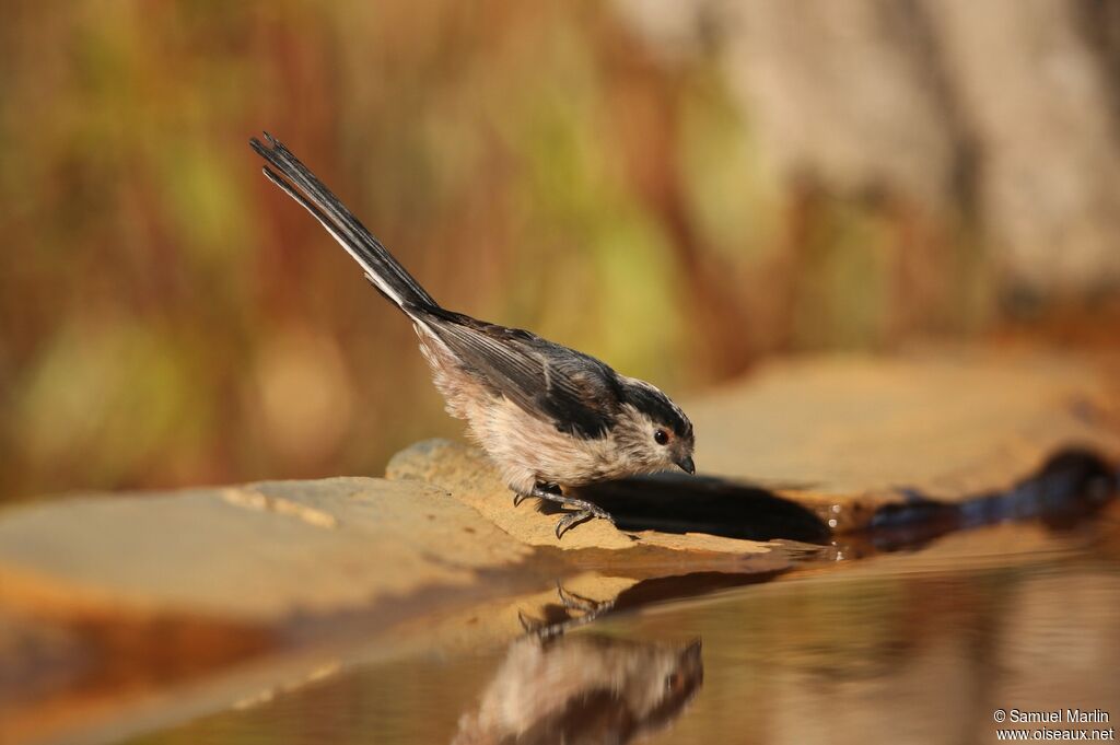 Long-tailed Titadult