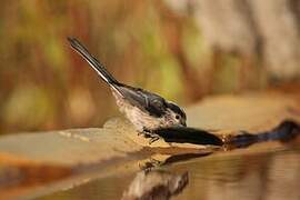 Long-tailed Tit