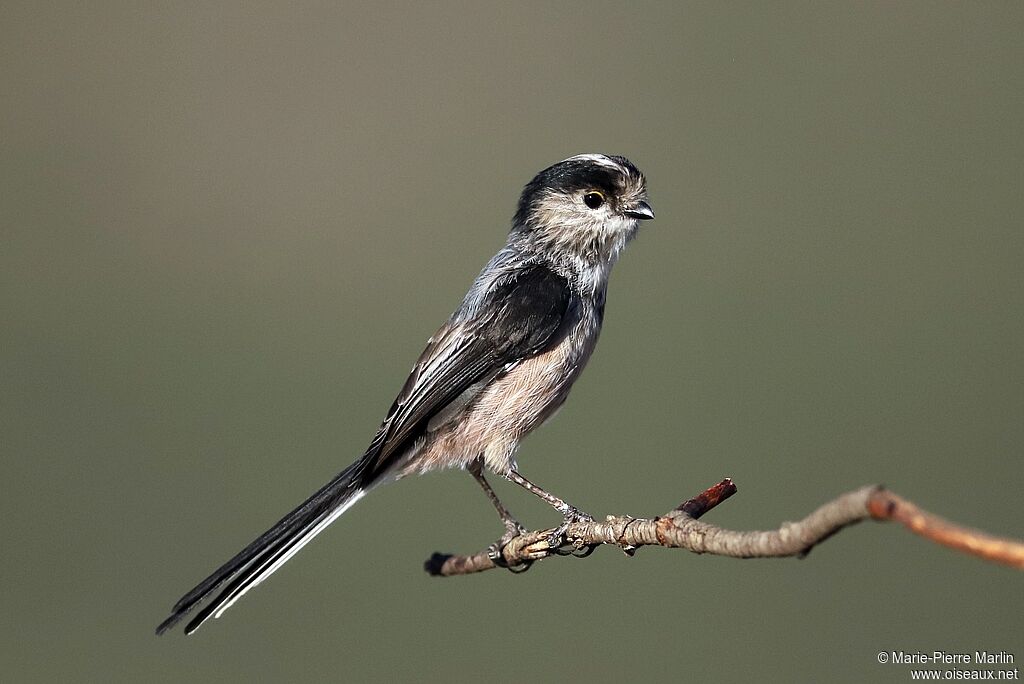 Long-tailed Tit