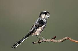 Long-tailed Tit