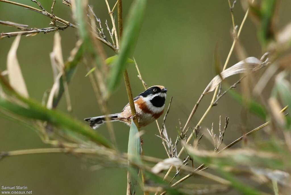 Black-throated Bushtit