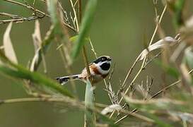 Black-throated Bushtit