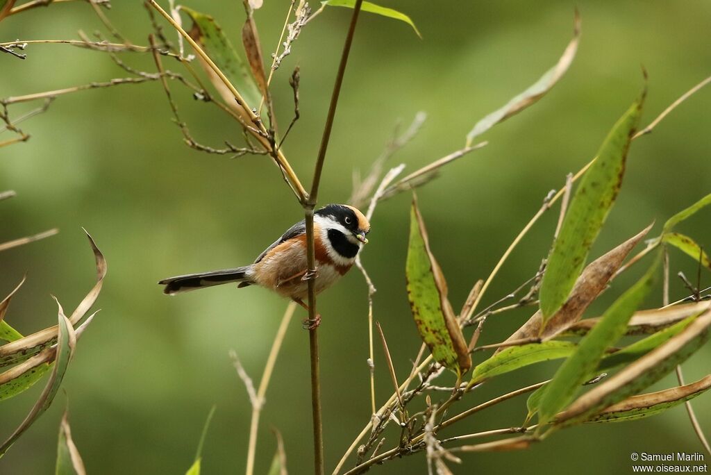 Black-throated Bushtit