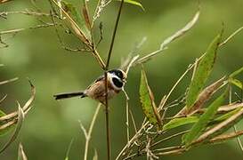 Black-throated Bushtit