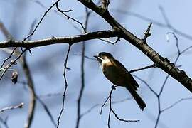 Black-browed Bushtit