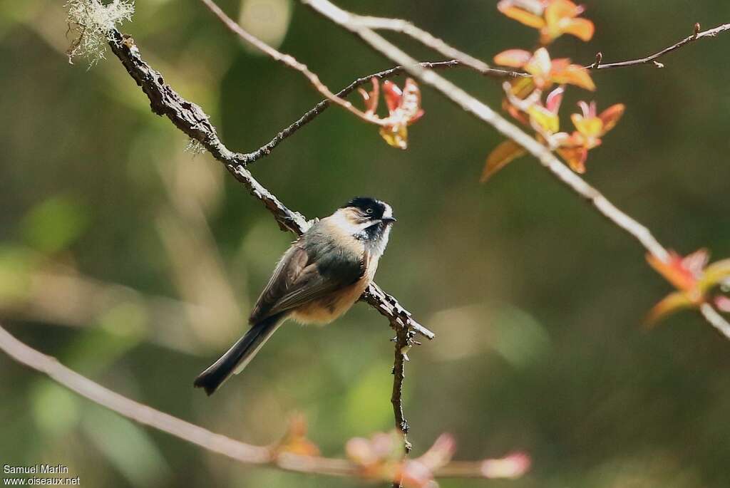 Black-browed Bushtitadult, identification