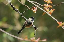 Black-browed Bushtit