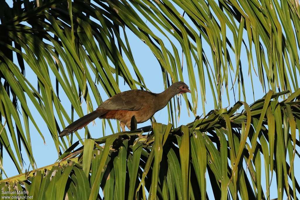 Chaco Chachalacaadult