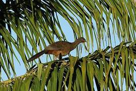 Chaco Chachalaca