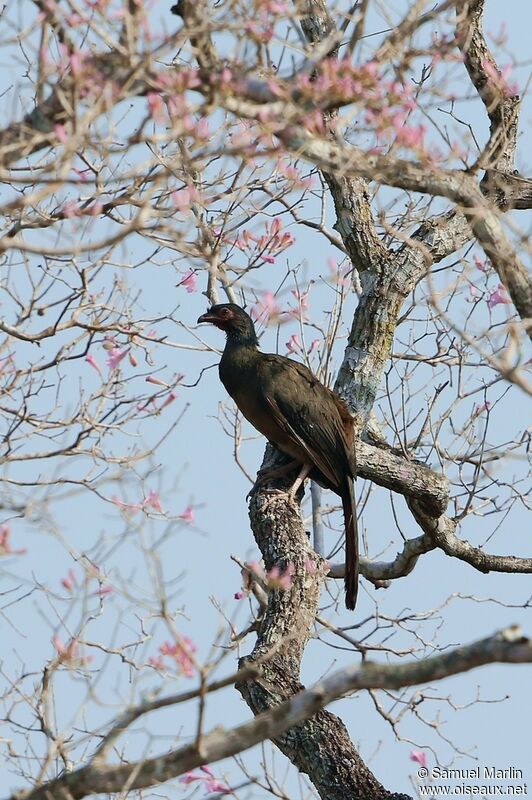 Chaco Chachalacaadult