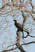 Chaco Chachalaca