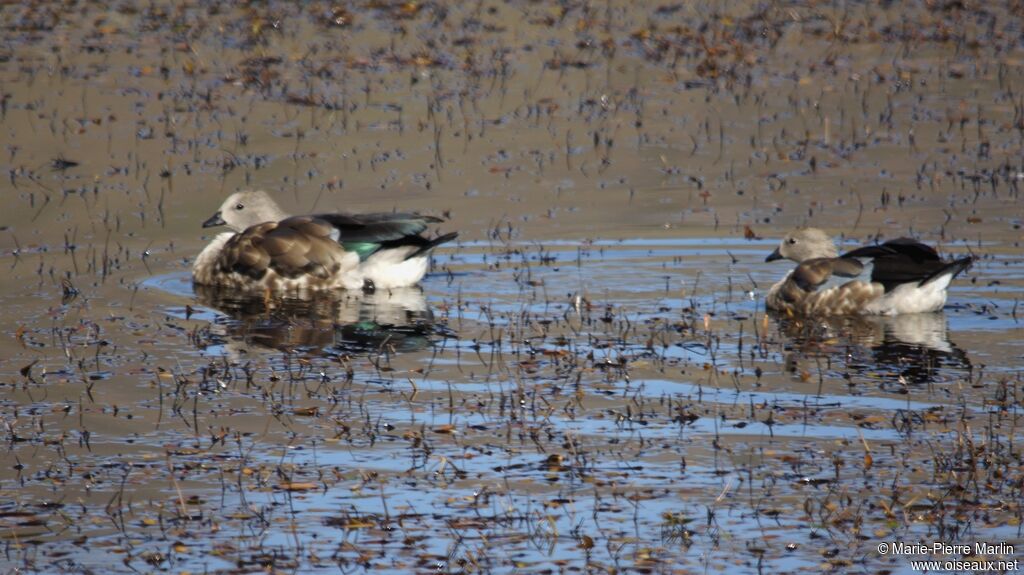 Blue-winged Goose