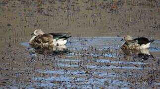 Blue-winged Goose