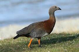 Ashy-headed Goose