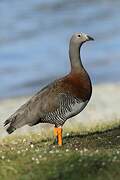 Ashy-headed Goose