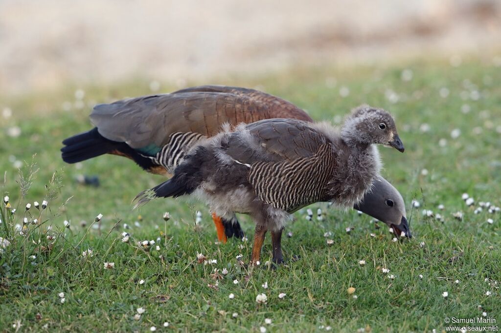 Ashy-headed Goose