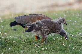 Ashy-headed Goose