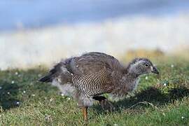 Ashy-headed Goose