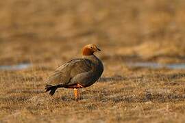 Ruddy-headed Goose