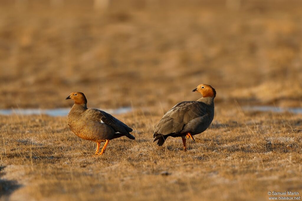 Ruddy-headed Gooseadult