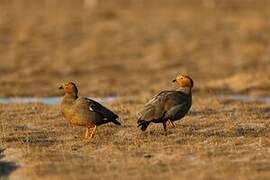 Ruddy-headed Goose