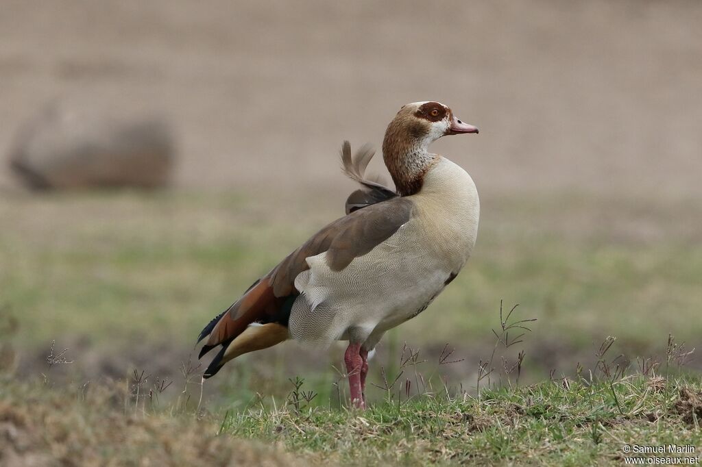 Egyptian Gooseadult