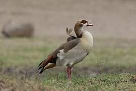 Egyptian Goose