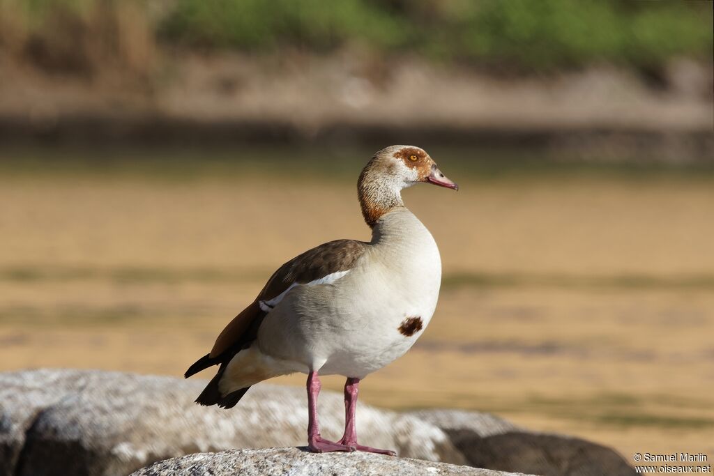 Egyptian Gooseadult