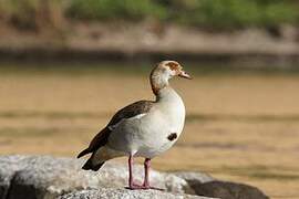 Egyptian Goose