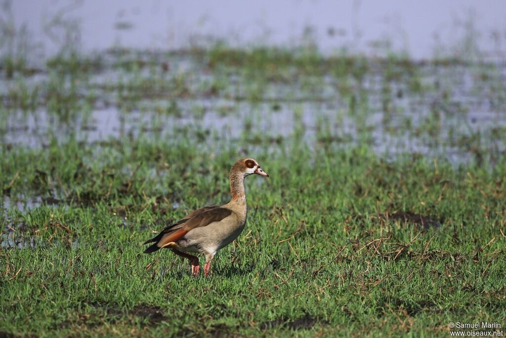 Egyptian Goose