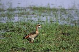 Egyptian Goose