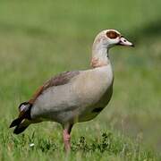 Egyptian Goose