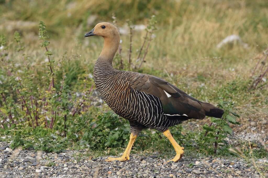 Upland Goose female adult, identification