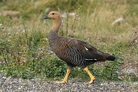 Upland Goose