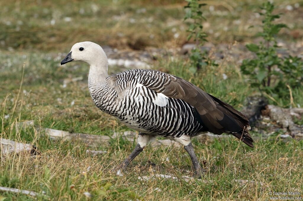 Upland Goose male adult