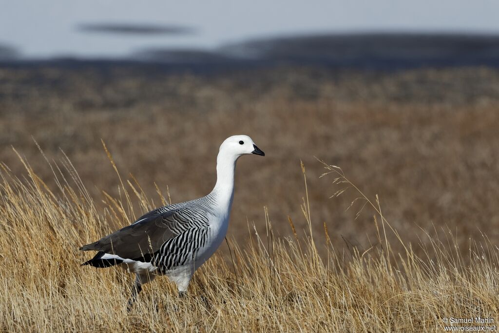 Upland Goose male adult