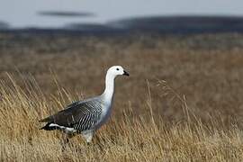 Upland Goose