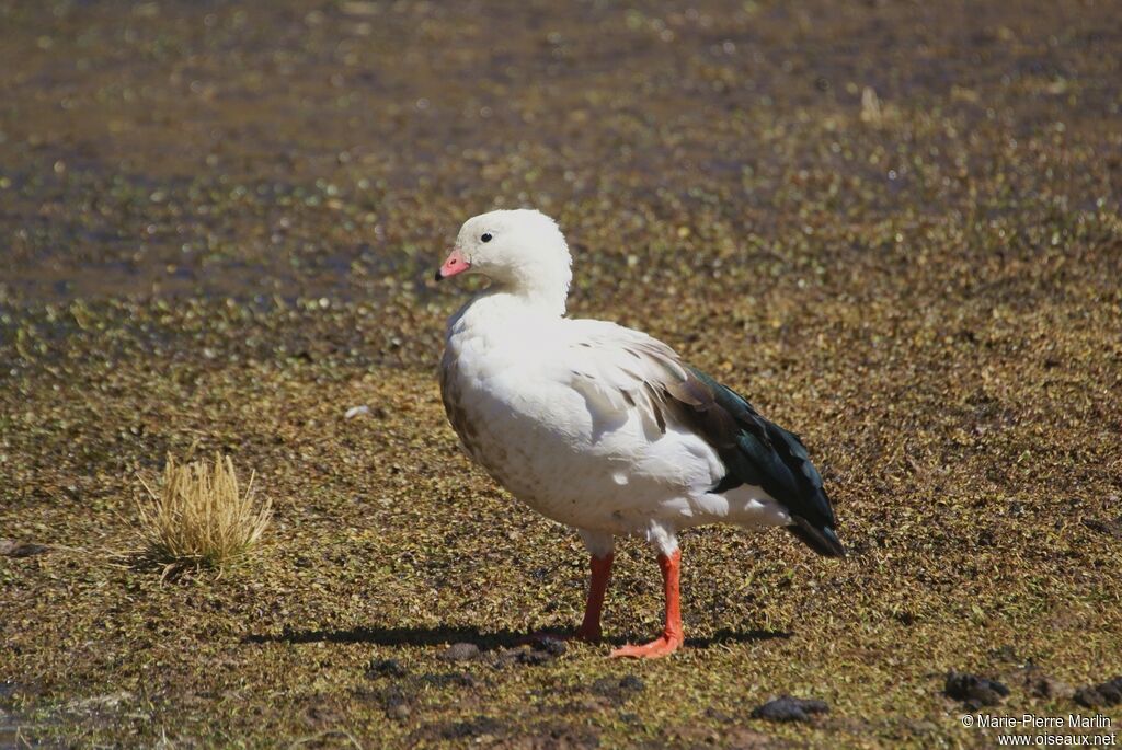 Andean Gooseadult