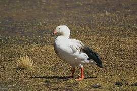 Andean Goose