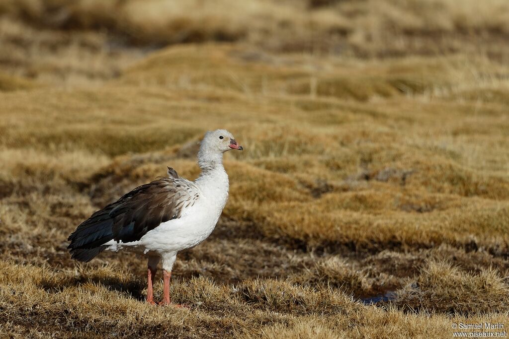 Andean Gooseadult