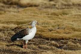 Andean Goose